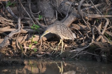 Yellow Water Cruise Kakadu 066 DSC 0497 Yellow Water Cruise Kakadu 066 DSC 0497
