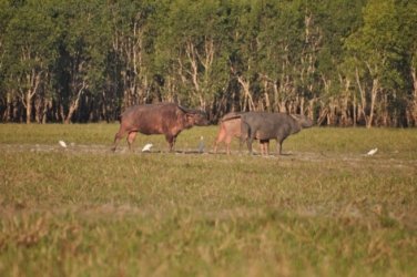 Yellow Water Cruise Kakadu 081 DSC 0512 Yellow Water Cruise Kakadu 081 DSC 0512