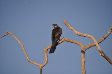 Yellow Water Cruise Kakadu 085 DSC 0516 Yellow Water Cruise Kakadu 085 DSC 0516