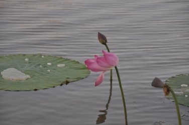 Yellow Water Cruise Kakadu 088 DSC 0519 Yellow Water Cruise Kakadu 088 DSC 0519