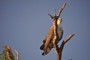 Yellow Water Cruise Kakadu 092 DSC 0523 Yellow Water Cruise Kakadu 092 DSC 0523