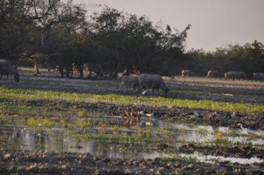 Yellow Water Cruise Kakadu 097 DSC 0528 Yellow Water Cruise Kakadu 097 DSC 0528