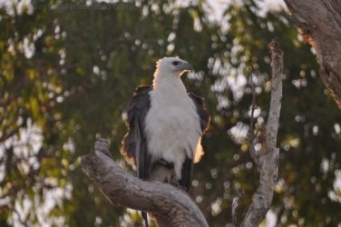 Yellow Water Cruise Kakadu 103 DSC 0534 Yellow Water Cruise Kakadu 103 DSC 0534