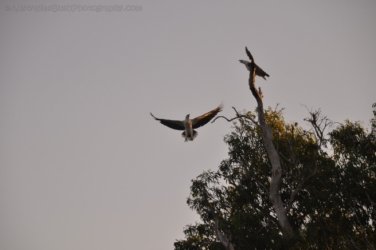 Yellow Water Cruise Kakadu 105 DSC 0536 Yellow Water Cruise Kakadu 105 DSC 0536