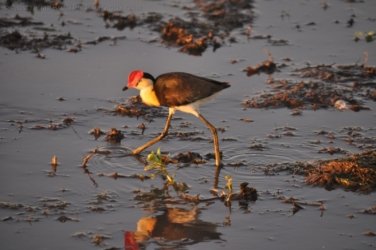 Yellow Water Cruise Kakadu 115 DSC 0546 Yellow Water Cruise Kakadu 115 DSC 0546