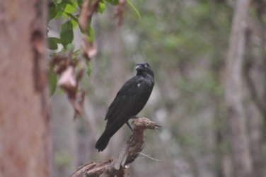 Bunyaville Conservation Park 016 DSC 0036 scaled Bunyaville Conservation Park 016 DSC 0036 scaled