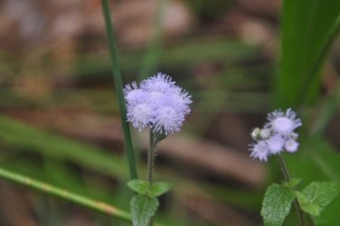 Bunyaville Conservation Park 020 DSC 0040 scaled Bunyaville Conservation Park 020 DSC 0040 scaled