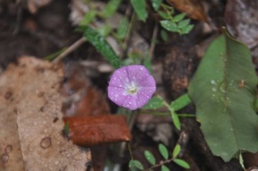 Bunyaville Conservation Park 022 DSC 0042 scaled Bunyaville Conservation Park 022 DSC 0042 scaled