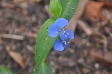 Bunyaville Conservation Park 030 DSC 0050 scaled Bunyaville Conservation Park 030 DSC 0050 scaled