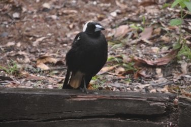 Bunyaville Conservation Park 033 DSC 0053 scaled Bunyaville Conservation Park 033 DSC 0053 scaled