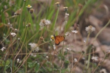 Plantation Hill Bowen 011 DSC 0353 Plantation Hill Bowen 011 DSC 0353