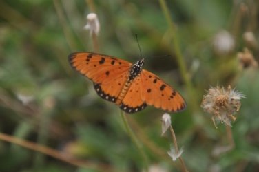 Plantation Hill Bowen 013 DSC 0357 Plantation Hill Bowen 013 DSC 0357