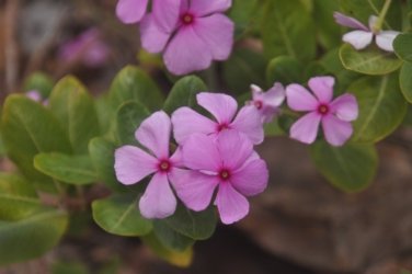 Plantation Hill Bowen 025 DSC 0369 Plantation Hill Bowen 025 DSC 0369