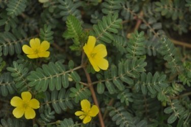 Plantation Hill Bowen 037 DSC 0381 Plantation Hill Bowen 037 DSC 0381