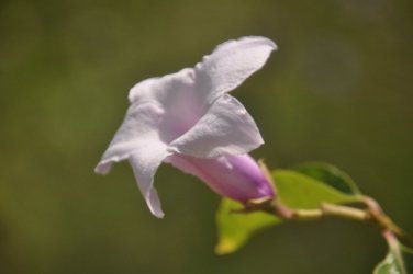 Plantation Hill Bowen 044 DSC 0388 Plantation Hill Bowen 044 DSC 0388