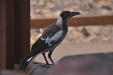 Plantation Hill Bowen 056 DSC 0400 Plantation Hill Bowen 056 DSC 0400