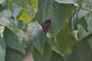 Tannum Sands Canoe Point 005 DSC 0180 Tannum Sands Canoe Point 005 DSC 0180