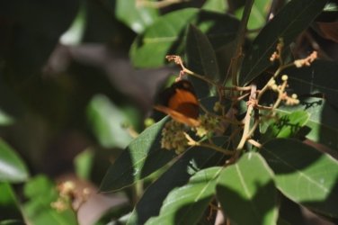 Tannum Sands Canoe Point 012 DSC 0188 Tannum Sands Canoe Point 012 DSC 0188