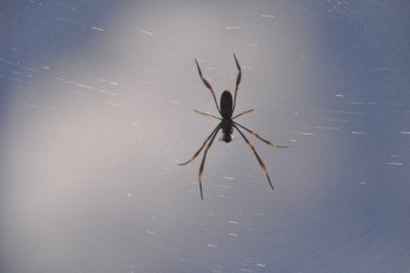 Tannum Sands Canoe Point 026 DSC 0201 Tannum Sands Canoe Point 026 DSC 0201