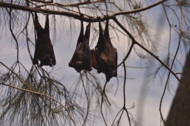 Tannum Sands Canoe Point 035 DSC 0210 Tannum Sands Canoe Point 035 DSC 0210