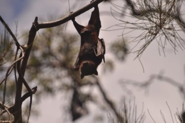 Tannum Sands Canoe Point 046 DSC 0221 Tannum Sands Canoe Point 046 DSC 0221