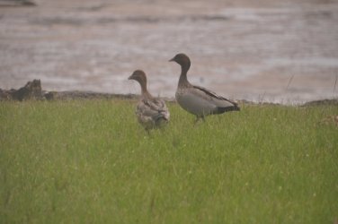 Toorbul 046 DSC 0138 Toorbul 046 DSC 0138