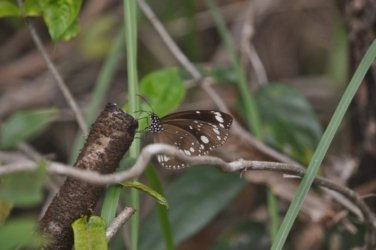 Deagon Wetlands 005 DSC 0487 Deagon Wetlands 005 DSC 0487