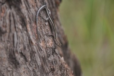 Deagon Wetlands 010 DSC 0492 Deagon Wetlands 010 DSC 0492