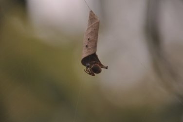 Deagon Wetlands 013 DSC 0495 Deagon Wetlands 013 DSC 0495