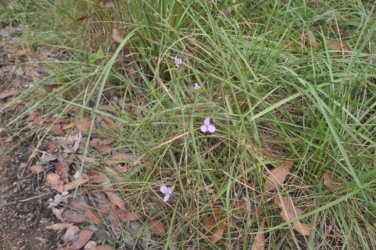 Deagon Wetlands 015 DSC 0497 Deagon Wetlands 015 DSC 0497