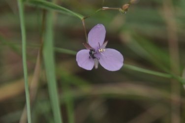 Deagon Wetlands 016 DSC 0498 Deagon Wetlands 016 DSC 0498