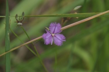 Deagon Wetlands 028 DSC 0510 Deagon Wetlands 028 DSC 0510