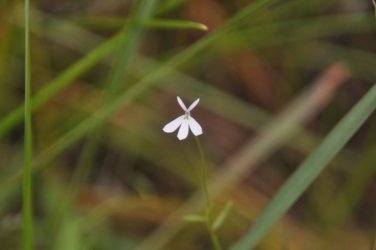 Deagon Wetlands 034 DSC 0516 Deagon Wetlands 034 DSC 0516