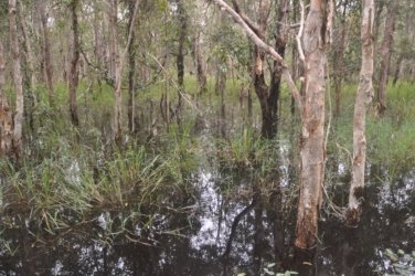 Deagon Wetlands 039 DSC 0521 Deagon Wetlands 039 DSC 0521