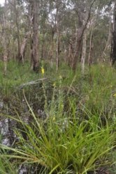 Deagon Wetlands 040 DSC 0522 Deagon Wetlands 040 DSC 0522