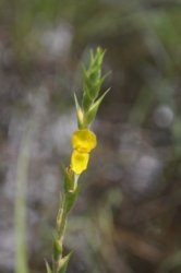 Deagon Wetlands 041 DSC 0523 Deagon Wetlands 041 DSC 0523