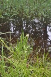 Deagon Wetlands 043 DSC 0525 Deagon Wetlands 043 DSC 0525