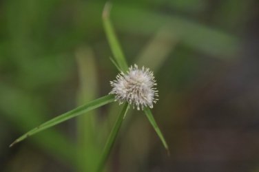 Deagon Wetlands 044 DSC 0526 Deagon Wetlands 044 DSC 0526