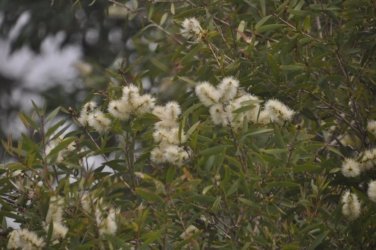Deagon Wetlands 047 DSC 0529 Deagon Wetlands 047 DSC 0529