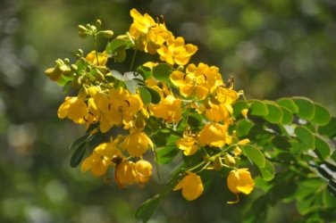 Lake Samsonvale 011 DSC 0411 Lake Samsonvale 011 DSC 0411