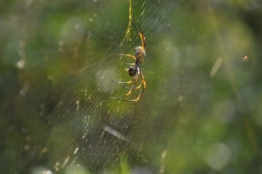 Lake Samsonvale 015 DSC 0415 Lake Samsonvale 015 DSC 0415