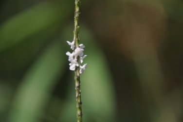 Lake Samsonvale 021 DSC 0421 Lake Samsonvale 021 DSC 0421