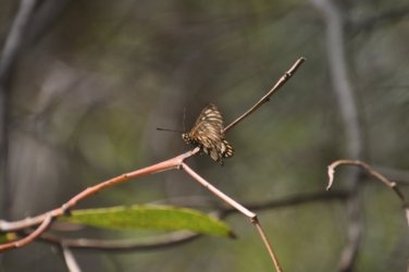 Lake Samsonvale 023 DSC 0423 Lake Samsonvale 023 DSC 0423