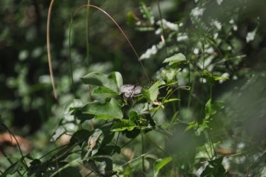 Lake Samsonvale 027 DSC 0426 Lake Samsonvale 027 DSC 0426