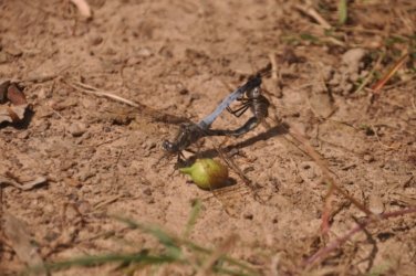 Lake Samsonvale 037 DSC 0437 Lake Samsonvale 037 DSC 0437
