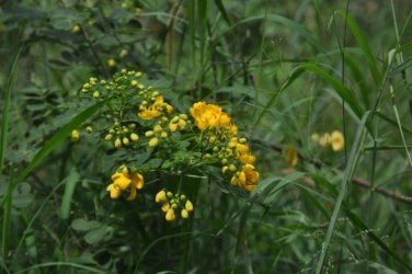 Lake Samsonvale 040 DSC 0440 Lake Samsonvale 040 DSC 0440