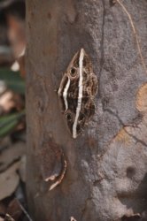 Lake Samsonvale 043 DSC 0443 Lake Samsonvale 043 DSC 0443