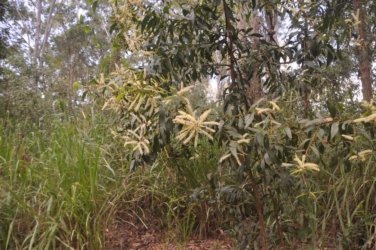 Lake Samsonvale 053 DSC 0453 Lake Samsonvale 053 DSC 0453