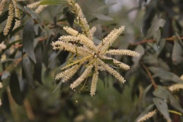 Lake Samsonvale 054 DSC 0454 Lake Samsonvale 054 DSC 0454