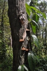 Lake Samsonvale 059 DSC 0459 Lake Samsonvale 059 DSC 0459